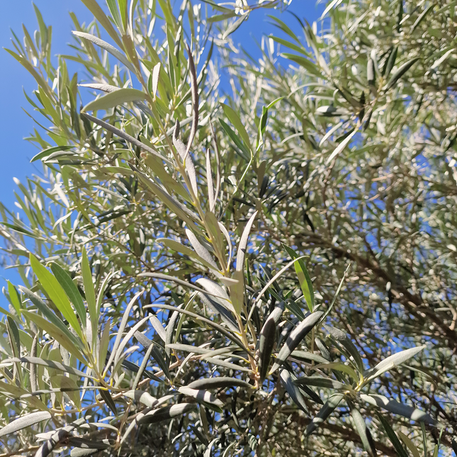 Olivier centenaire (Olea europaea) 2 mètres – Arbre d’ornement