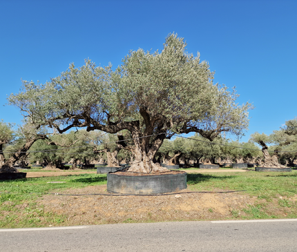 Olivier multi-centenaire (Olea europaea) – Arbre d’exception