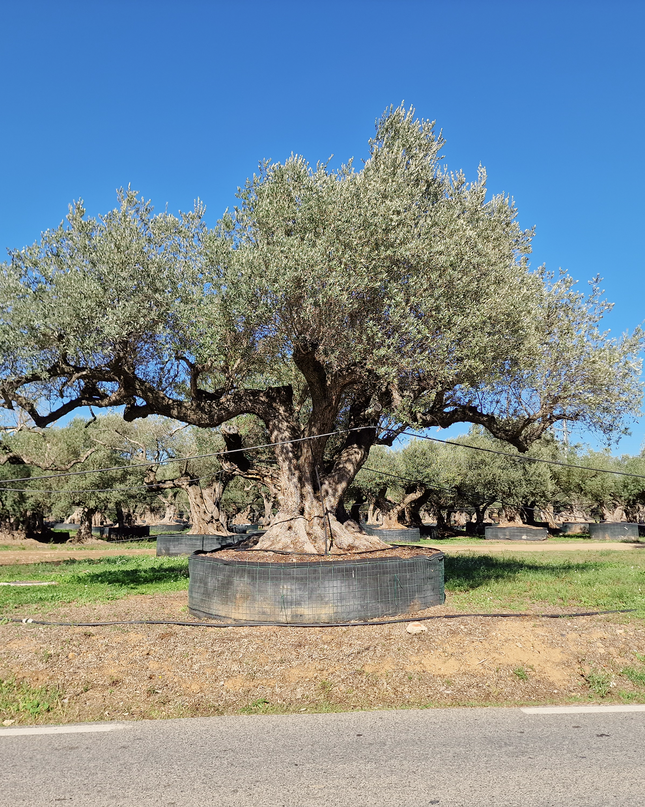 Olivier multi-centenaire (Olea europaea) – Arbre d’exception