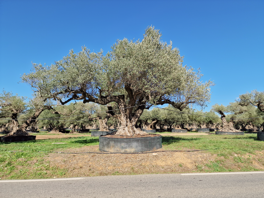 Olivier multi-centenaire (Olea europaea) – Arbre d’exception