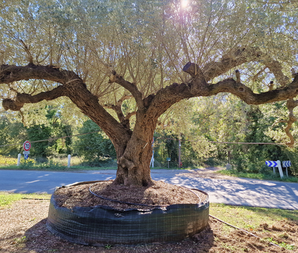 Olivier centenaire (Olea europaea) 4 mètres – Arbre d'exception