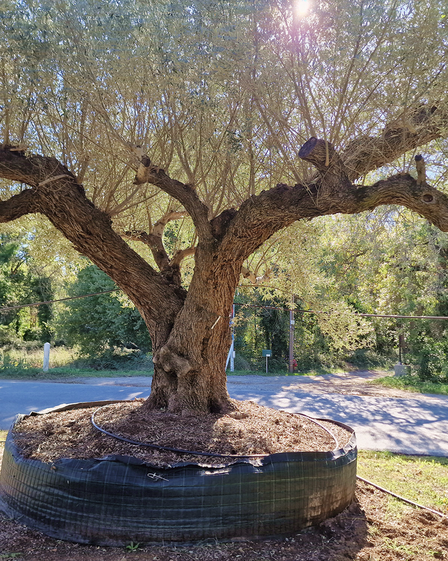Olivier centenaire (Olea europaea) 4 mètres – Arbre d'exception