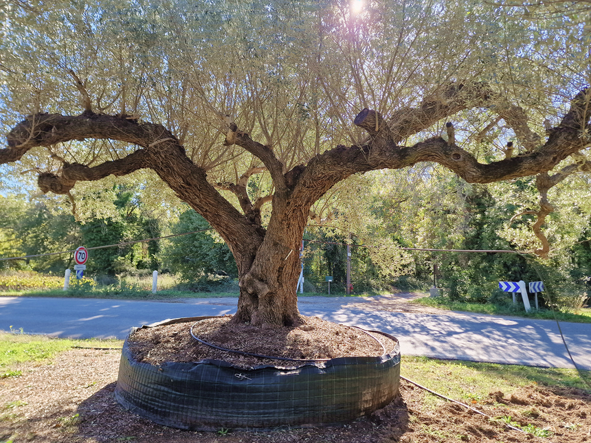 Olivier centenaire (Olea europaea) 4 mètres – Arbre d'exception