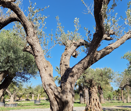 Olivier centenaire (Olea europaea) – 1,70 mètre