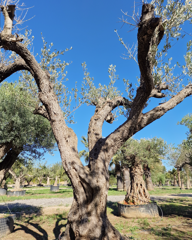 Olivier centenaire (Olea europaea) – 1,70 mètre