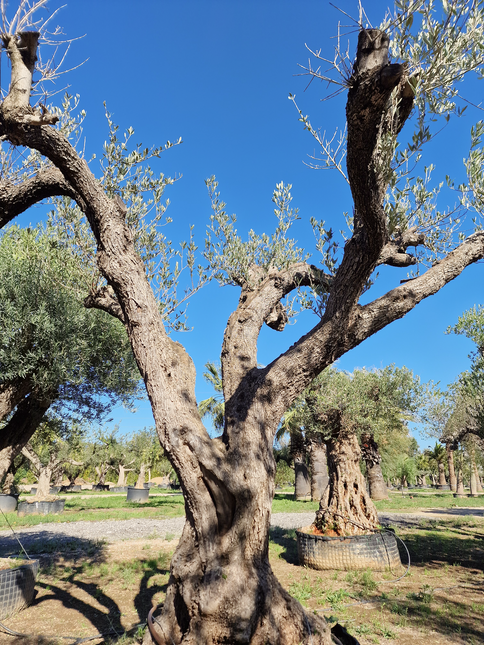 Olivier centenaire (Olea europaea) – 1,70 mètre