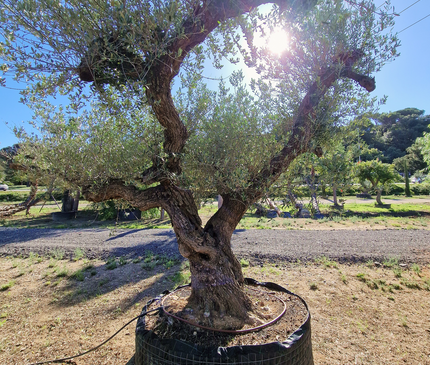 Olivier centenaire (Olea europaea) – 1,80 mètre