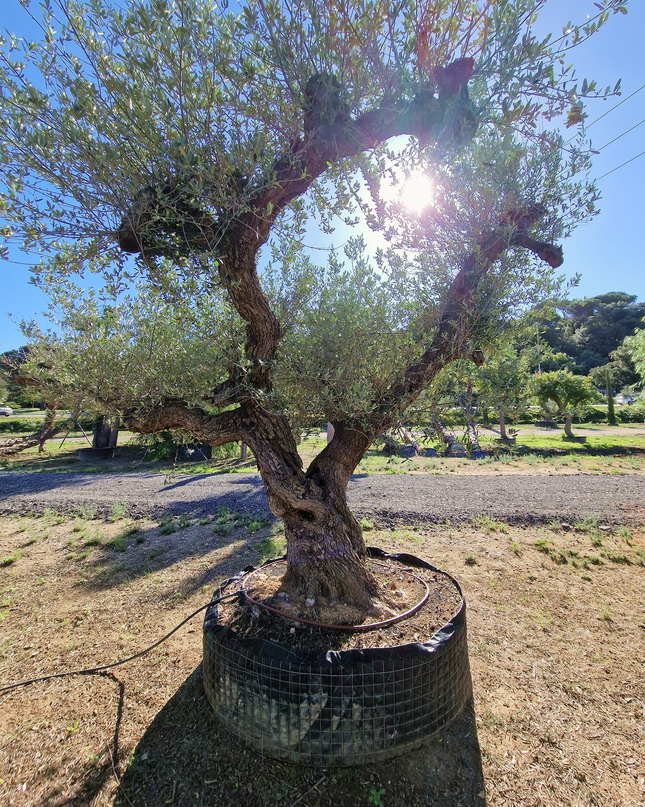Olivier centenaire (Olea europaea) – 1,80 mètre