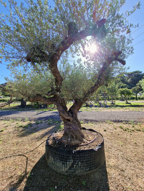 Olivier centenaire (Olea europaea) – 1,80 mètre