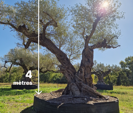 Olivier centenaire 4 mètres (Olea europaea) – Arbre d’exception | Exemplaire unique