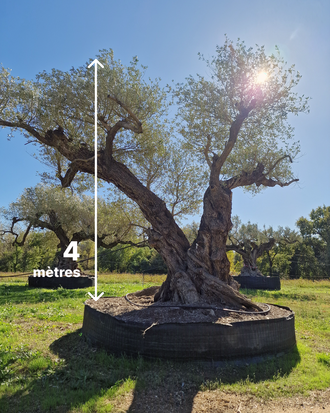 Olivier centenaire 4 mètres (Olea europaea) – Arbre d’exception | Exemplaire unique
