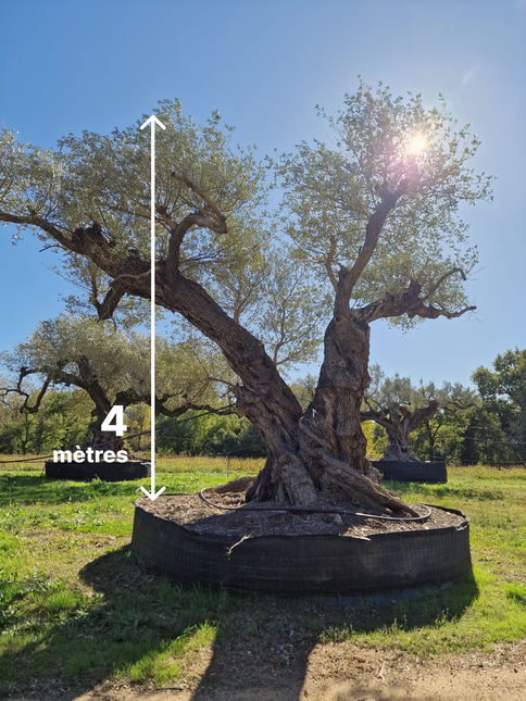 Olivier centenaire 4 mètres (Olea europaea) – Arbre d’exception | Exemplaire unique