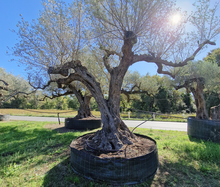 Olivier centenaire (Olea europaea) – Arbre d’ornement d’exception