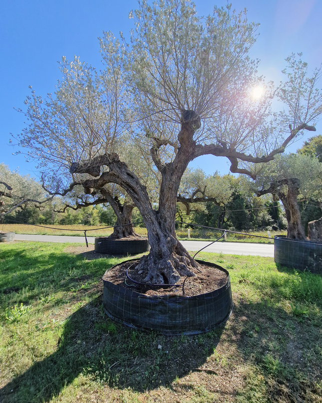 Olivier centenaire (Olea europaea) – Arbre d’ornement d’exception