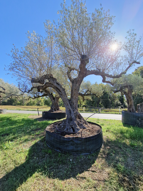 Olivier centenaire (Olea europaea) – Arbre d’ornement d’exception