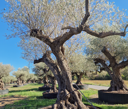 Olivier centenaire (Olea europaea) – Arbre d’ornement d’exception