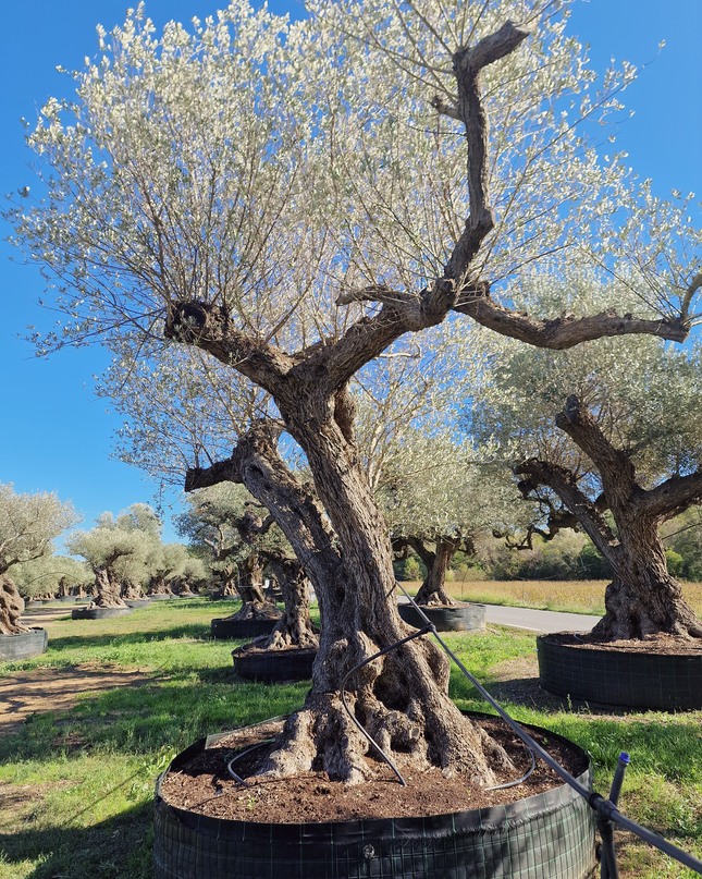Olivier centenaire (Olea europaea) – Arbre d’ornement d’exception