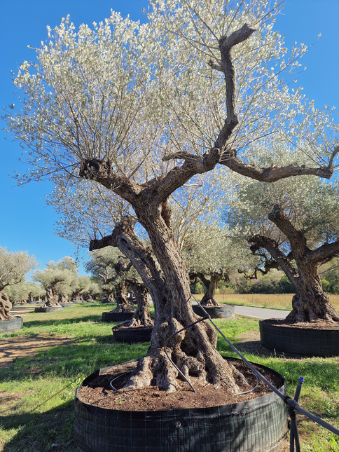 Olivier centenaire (Olea europaea) – Arbre d’ornement d’exception