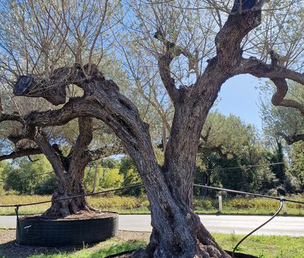Olivier centenaire (Olea europaea) – Arbre d’ornement d’exception