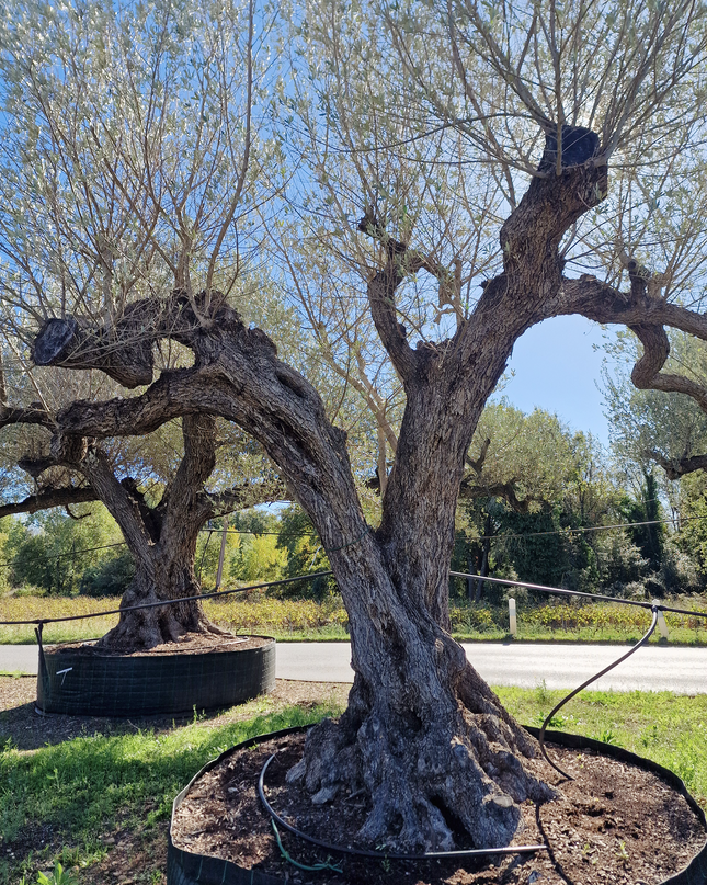 Olivier centenaire (Olea europaea) – Arbre d’ornement d’exception