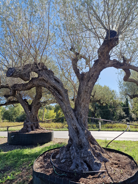 Olivier centenaire (Olea europaea) – Arbre d’ornement d’exception