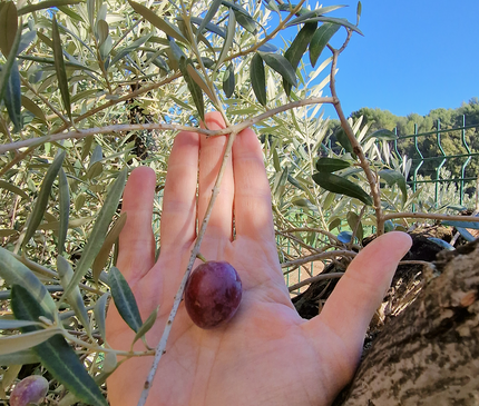 Olivier Gordal – Olea europaea – 240 cm – Tronc 60/70 cm