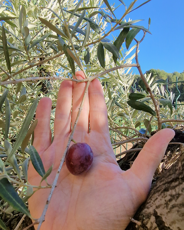 Olivier Gordal – Olea europaea – 240 cm – Tronc 60/70 cm