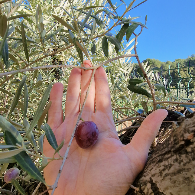 Olivier Gordal – Olea europaea – 240 cm – Tronc 60/70 cm