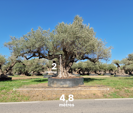 Olivier multi-centenaire (Olea europaea) – Arbre d’exception