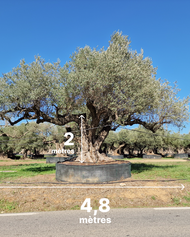 Olivier multi-centenaire (Olea europaea) – Arbre d’exception