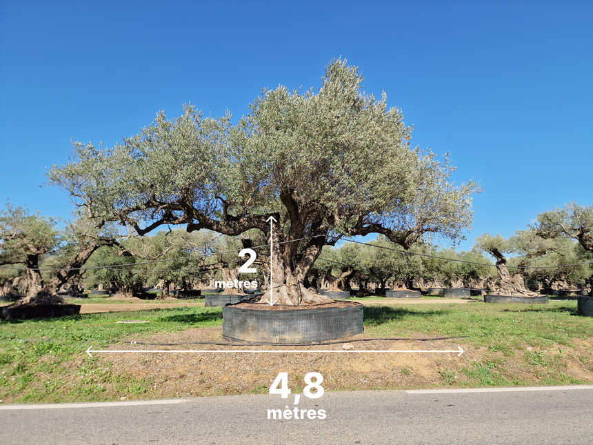 Olivier multi-centenaire (Olea europaea) – Arbre d’exception