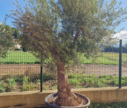 Olivier Gordal – Olea europaea – 240 cm – Tronc 60/70 cm