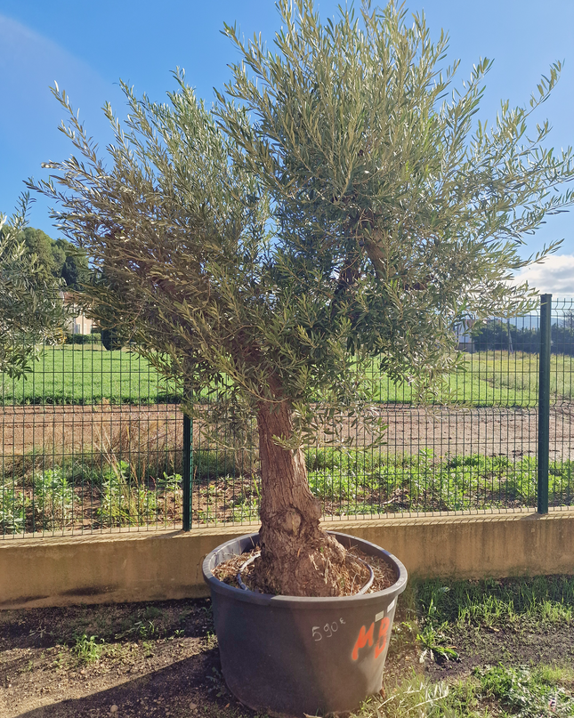 Olivier Gordal – Olea europaea – 240 cm – Tronc 60/70 cm