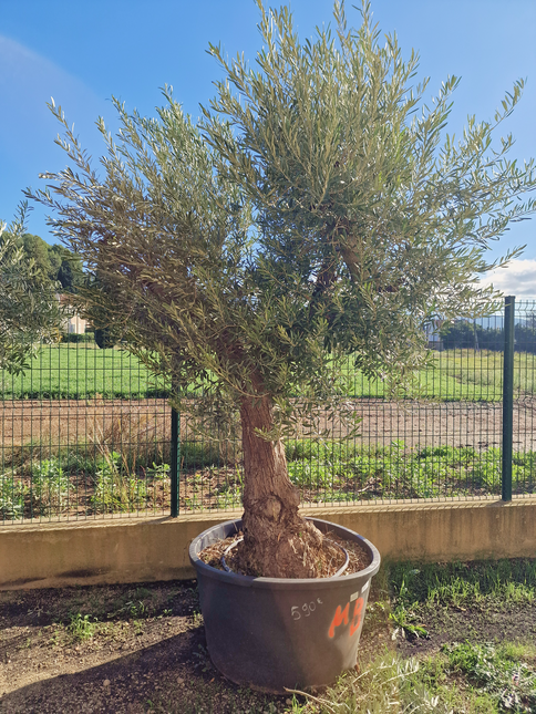Olivier Gordal – Olea europaea – 240 cm – Tronc 60/70 cm
