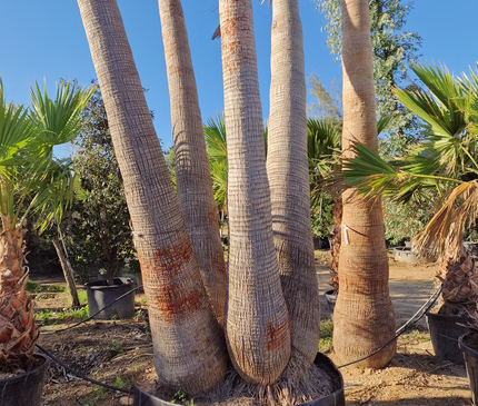 Palmier washingtonia - triple stipes - tronc 310 cm