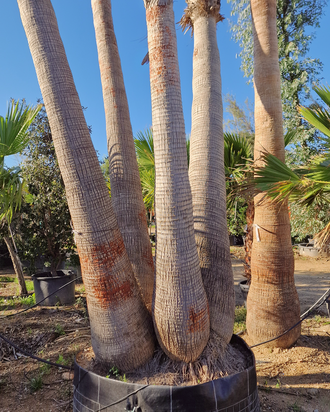 Palmier washingtonia - triple stipes - tronc 310 cm