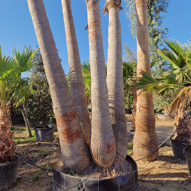 Palmier washingtonia - triple stipes - tronc 310 cm