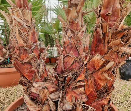Palmier Washingtonia robusta – 3 troncs – Stipe 40/60 cm - palmier à croissance rapide