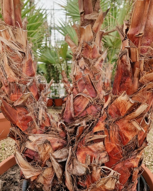 Palmier Washingtonia robusta – 3 troncs – Stipe 40/60 cm - palmier à croissance rapide