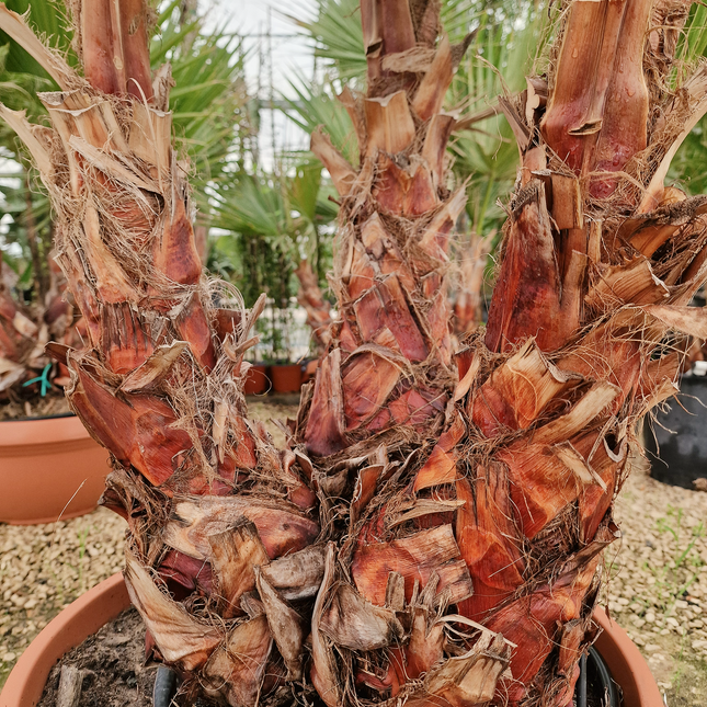 Palmier Washingtonia robusta – 3 troncs – Stipe 40/60 cm - palmier à croissance rapide