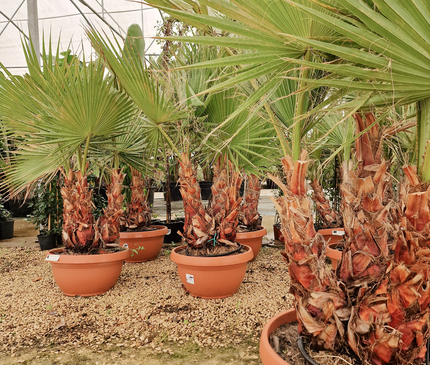 Palmier Washingtonia robusta – 3 troncs – Stipe 40/60 cm - palmier à croissance rapide