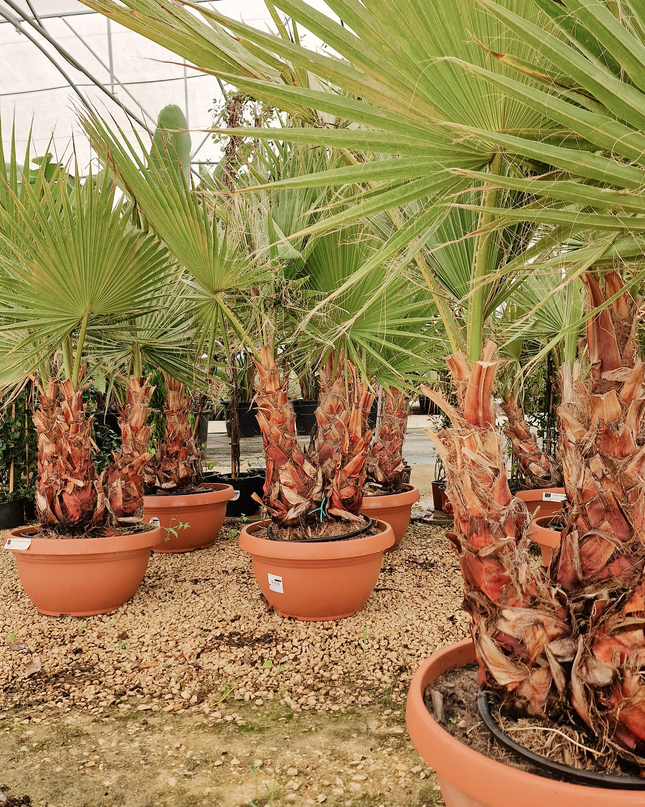 Palmier Washingtonia robusta – 3 troncs – Stipe 40/60 cm - palmier à croissance rapide