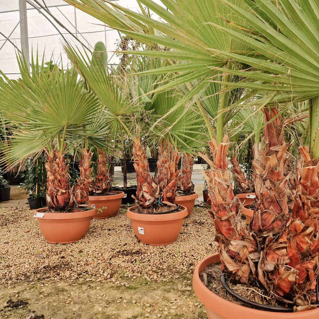 Palmier Washingtonia robusta – 3 troncs – Stipe 40/60 cm - palmier à croissance rapide