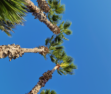 Palmier Washingtonia Robusta - Stipe 900 cm (9 mètres)