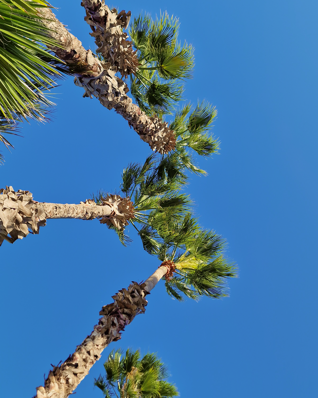 Palmier Washingtonia Robusta - Stipe 900 cm (9 mètres)