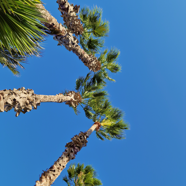 Palmier Washingtonia Robusta - Stipe 900 cm (9 mètres)