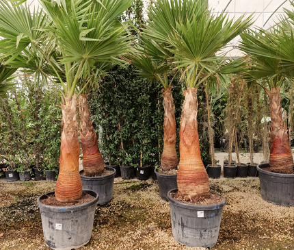 Palmier Washingtonia robusta – Tronc rasé – Stipe 100 cm - palmier à croissance rapide