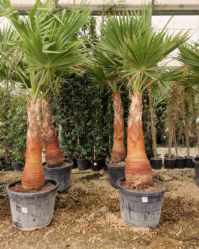 Palmier Washingtonia robusta – Tronc rasé – Stipe 100 cm - palmier à croissance rapide