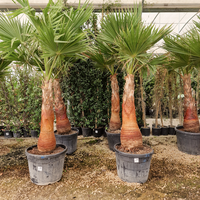 Palmier Washingtonia robusta – Tronc rasé – Stipe 100 cm - palmier à croissance rapide