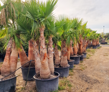 Palmier washingtonia Robusta 3 Stipes "tronc rasé" à croissance rapide - Hauteur 2 mètres